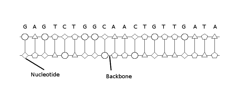 dna_labeled