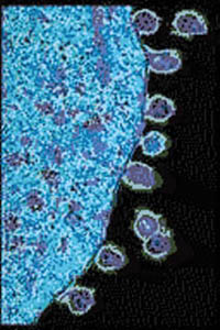 hiv_daughter_particles